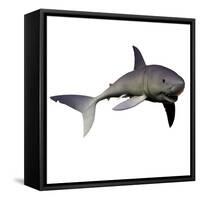 Mako Shark-Stocktrek Images-Framed Stretched Canvas