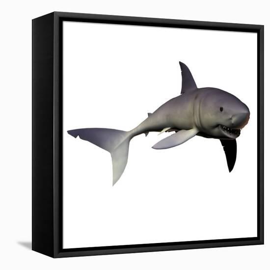Mako Shark-Stocktrek Images-Framed Stretched Canvas