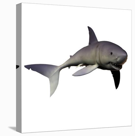Mako Shark-Stocktrek Images-Stretched Canvas