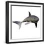 Mako Shark-Stocktrek Images-Framed Photographic Print
