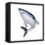 Mako Shark-null-Framed Stretched Canvas