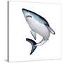 Mako Shark-null-Stretched Canvas