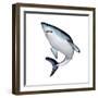 Mako Shark-null-Framed Premium Giclee Print