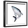 Mako Shark-null-Framed Premium Giclee Print