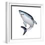 Mako Shark-null-Framed Premium Giclee Print