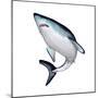 Mako Shark-null-Mounted Premium Giclee Print