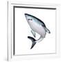 Mako Shark-null-Framed Art Print