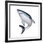 Mako Shark-null-Framed Art Print