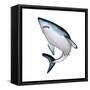 Mako Shark-null-Framed Stretched Canvas