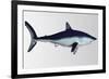 Mako Shark-null-Framed Art Print