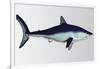 Mako Shark-null-Framed Art Print