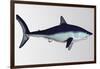 Mako Shark-null-Framed Art Print