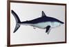 Mako Shark-null-Framed Art Print