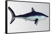 Mako Shark-null-Framed Stretched Canvas