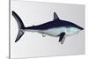 Mako Shark-null-Stretched Canvas