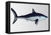 Mako Shark-null-Framed Stretched Canvas