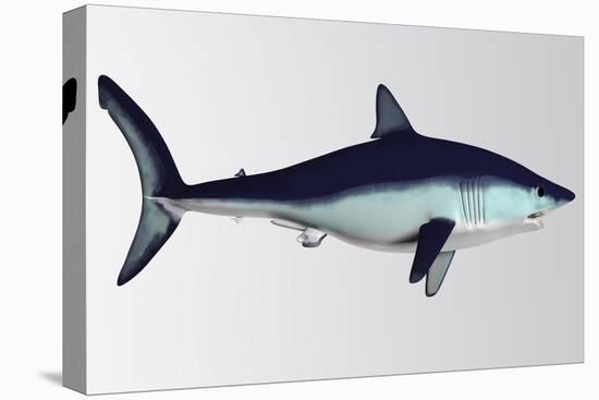 Mako Shark-null-Stretched Canvas