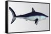Mako Shark-null-Framed Stretched Canvas