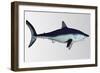 Mako Shark-null-Framed Art Print
