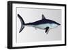 Mako Shark-null-Framed Art Print