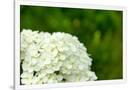 Gramercy White
