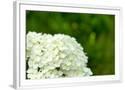 Chelsea White