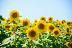 Field of Beautiful Bright Sunflowers against the Blue Sky. Summer Flowers-Maksym Protsenko-Framed Stretched Canvas