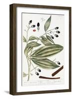 Malabar Cinnamon, 1735-Elizabeth Blackwell-Framed Giclee Print