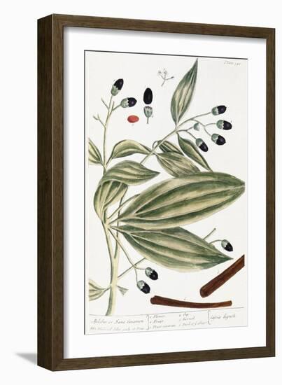 Malabar Cinnamon, 1735-Elizabeth Blackwell-Framed Giclee Print