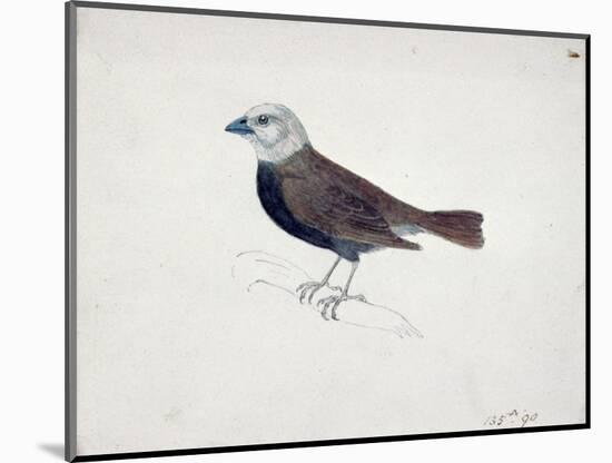 Malacca Crossbeak-Thomas Bewick-Mounted Giclee Print