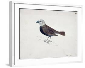 Malacca Crossbeak-Thomas Bewick-Framed Giclee Print