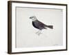 Malacca Crossbeak-Thomas Bewick-Framed Giclee Print