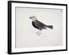 Malacca Crossbeak-Thomas Bewick-Framed Giclee Print