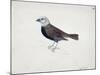 Malacca Crossbeak-Thomas Bewick-Mounted Giclee Print