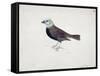 Malacca Crossbeak-Thomas Bewick-Framed Stretched Canvas