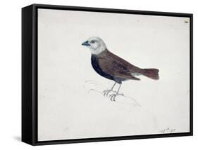 Malacca Crossbeak-Thomas Bewick-Framed Stretched Canvas