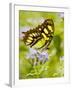 Malachite Butterfly, Falcon State Park, Texas, USA-Larry Ditto-Framed Photographic Print