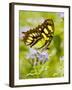 Malachite Butterfly, Falcon State Park, Texas, USA-Larry Ditto-Framed Photographic Print