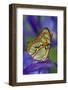 Malachite Butterfly Resting on an Iris-Darrell Gulin-Framed Photographic Print