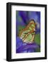 Malachite Butterfly Resting on an Iris-Darrell Gulin-Framed Photographic Print