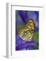 Malachite Butterfly Resting on an Iris-Darrell Gulin-Framed Photographic Print