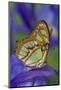 Malachite Butterfly Resting on an Iris-Darrell Gulin-Mounted Photographic Print