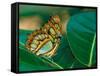 Malachite Butterfly-Adam Jones-Framed Stretched Canvas