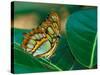 Malachite Butterfly-Adam Jones-Stretched Canvas