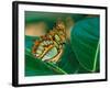 Malachite Butterfly-Adam Jones-Framed Photographic Print