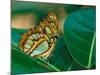 Malachite Butterfly-Adam Jones-Mounted Photographic Print