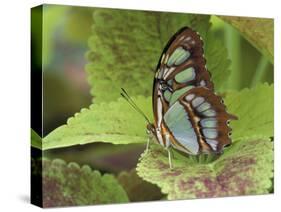 Malachite Butterfly-Adam Jones-Stretched Canvas