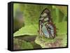 Malachite Butterfly-Adam Jones-Framed Stretched Canvas