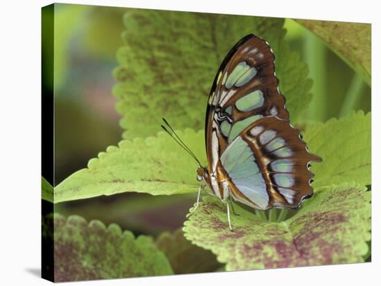 Malachite Butterfly-Adam Jones-Stretched Canvas
