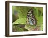Malachite Butterfly-Adam Jones-Framed Premium Photographic Print